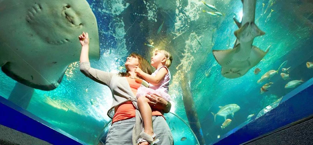 SEA LIFE Sunshine Coast