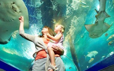 SEA LIFE Sunshine Coast