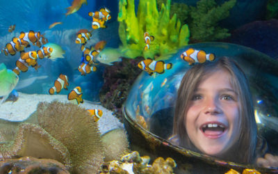 10 Things to do on the Sunshine Coast with the Family