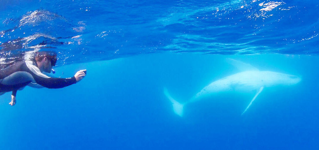 Swim With Humpback Whales Sunshine Coast