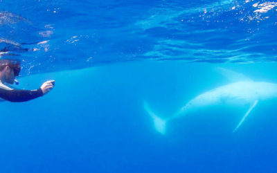 Swim With Humpback Whales