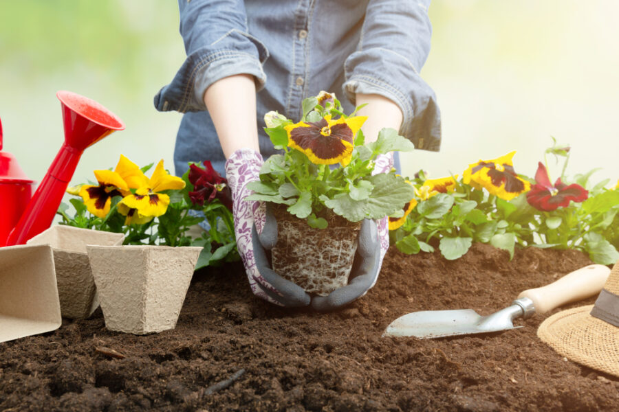 Garden Expo Sunshine Coast