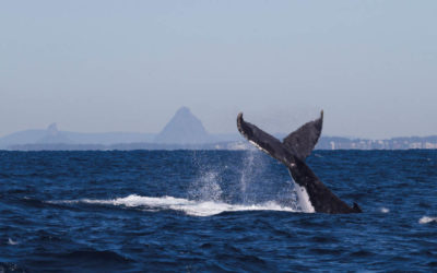 Sunshine Coast Whale Watching Cruise