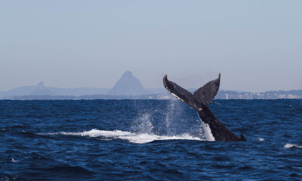 Sunshine Coast Whale Watching Cruise